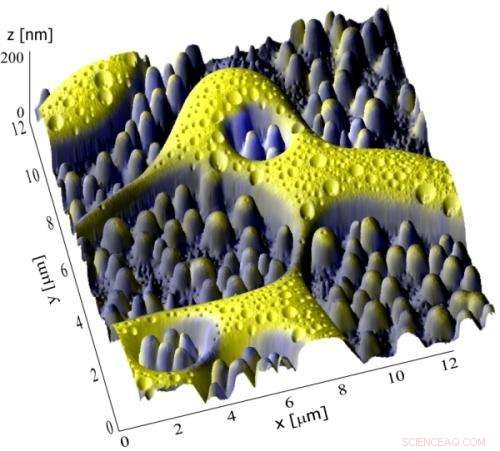 Unifying Analysis: 3‑D NanoChemiscope Integrates ToF‑SIMS and SFM Imaging