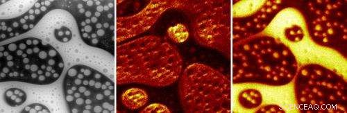 Unifying Analysis: 3‑D NanoChemiscope Integrates ToF‑SIMS and SFM Imaging