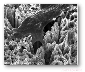Revolutionary Nanotube Coating Accelerates Dental Implant Healing and Reduces Infections