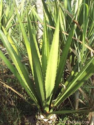 Modified Fique Fibers Cleanse Dye-Polluted Water in Just 5 Minutes