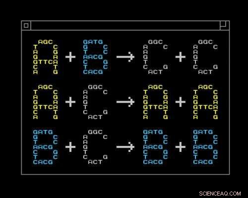 Engineers Create Programming Language for Building Synthetic DNA