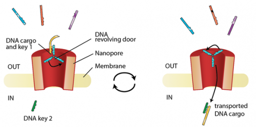 Nanopore Technology Unlocks Targeted Cellular Pathway for Drug Delivery