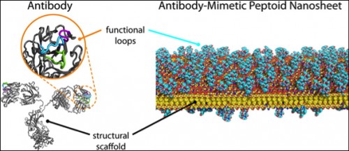 Molecular Velcro: Peptoid Films Offer Affordable Antibody Alternatives