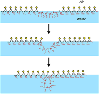 Molecular Velcro: Peptoid Films Offer Affordable Antibody Alternatives