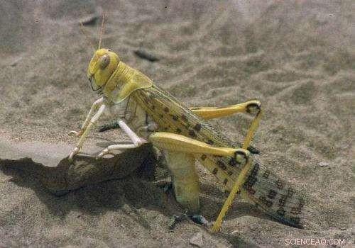 New Study Reveals Nanoscale Vibrations Unlock Locusts’ Hearing