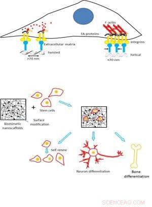 How Nanotechnology Advances Regenerative Medicine