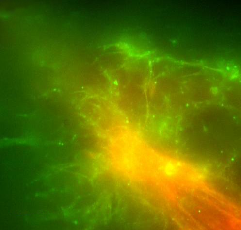 Revolutionizing Transport: The Nanotrain Network Powered by DNA