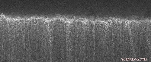 Innovative Carbon Nanotube  Jungles  Enhance Molecular Detection