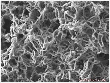 Innovative Carbon Nanotube  Jungles  Enhance Molecular Detection