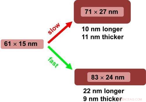 Scalable Gold Nanorod Production Achieves Precise Size Control via Ascorbic Acid Timing