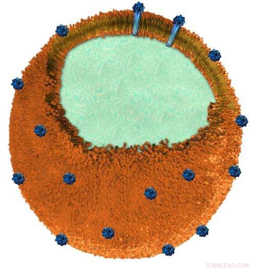 Nanosponge Vaccine Targets MRSA Toxins for Enhanced Antimicrobial Protection
