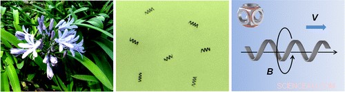 Plant-Inspired Microswimmers Show Promise for Targeted Drug Delivery