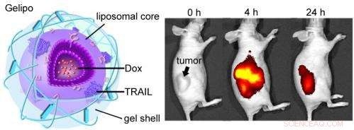 Innovative Nanoparticle Technique Targets Distinct Cancer Cell Regions with Dual Drug Delivery