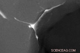 Researchers Uncover Key Lead in Missing Silver Investigation