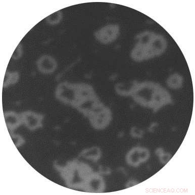 Silicene: The Promising Wonder Material Facing Stability Challenges