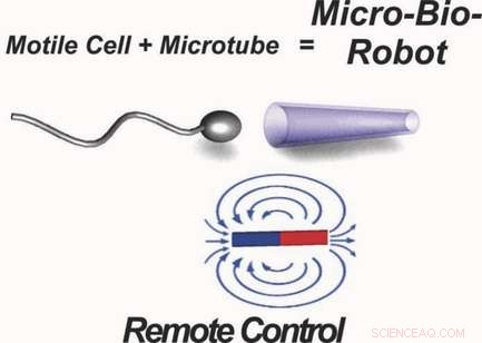 Scientists Direct Sperm Bots with Magnetic Control Toward Targeted Locations