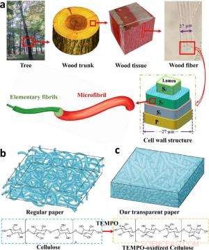 Wood-Based Solar Cells: The Next Generation of Sustainable Photovoltaics