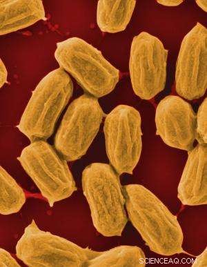 Generating Electricity from Humidity-Induced Bacterial Spore Dynamics