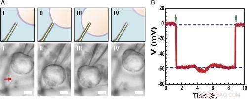Nanowires and Nanotubes Unite to Create Ultra‑Small Intracellular Bioelectronic Probes