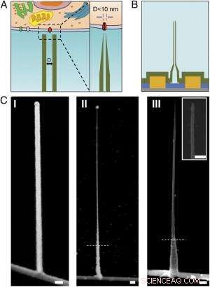 Nanowires and Nanotubes Unite to Create Ultra‑Small Intracellular Bioelectronic Probes