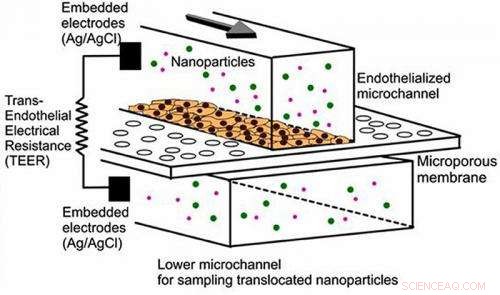 Revolutionizing Nanomedicine Testing: Blood‑Cell‑Based Microchip Assays In Vitro