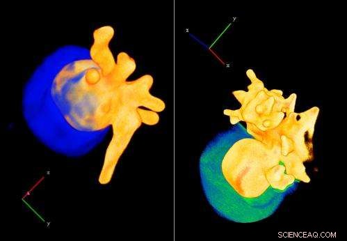 Janus-Inspired Gold–Silica Nanostars: Dual-Faced Nanoparticles for Advanced Applications