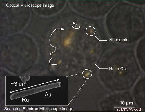 First‑Ever Video: Nanomotors Precisely Controlled Inside Living Cells