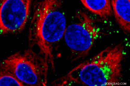 Nature‑Inspired Nanoparticles Deliver Unprecedented Gene Silencing via RNA Interference