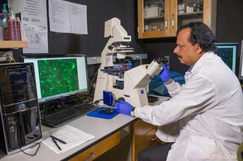 Scientists Repurpose Cancer Migration Mechanism to Target Brain Tumors