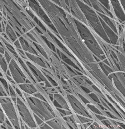 Breakthrough Biological Scaffold Paves the Way for Advanced Engineered Tissues