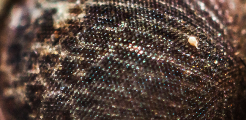 Self-Cleaning Antireflective Coating Mimics Moth Eye Structure for Superior Durability