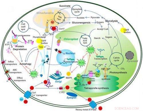 Silver Nanoparticles: Evaluating Ecotoxicity and Environmental Safety
