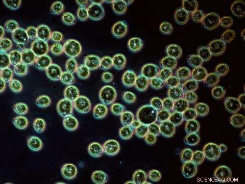 Silver Nanoparticles: Evaluating Ecotoxicity and Environmental Safety