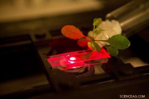Bionic Plants: Synthetic Nanoparticles Amplify Photosynthetic Efficiency