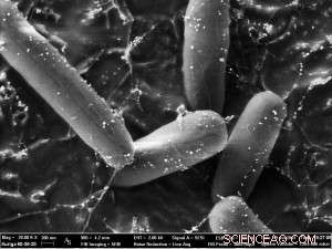 Nanotechnology: Unlocking Potential, Managing Risks