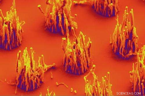 North Carolina State Researchers Grow Carbon Nanofibers in Ambient Air, Eliminating Toxic Ammonia