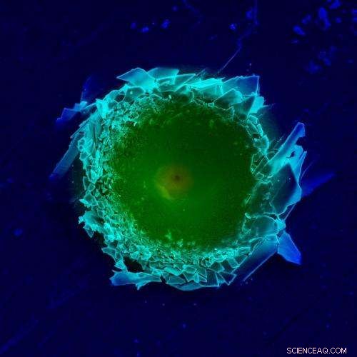 Scientists Reveal How Mollusk’s Bioceramic Armor Achieves Superior Protection