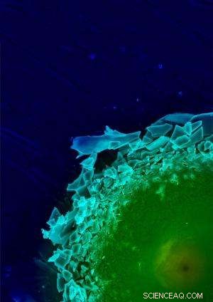 Scientists Reveal How Mollusk’s Bioceramic Armor Achieves Superior Protection