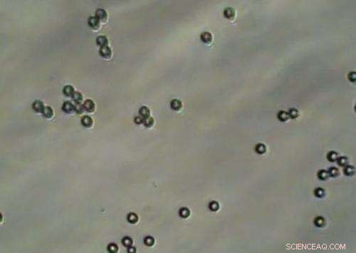 Magnetic Nanoparticles Trigger Self-Destruct Mechanism in Cancer Cells