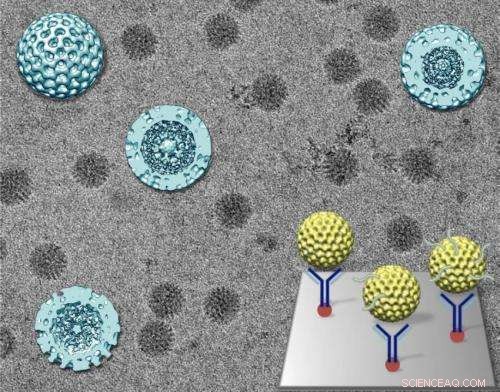 Decoding the Structural Dynamics of a Viral Nanomachine