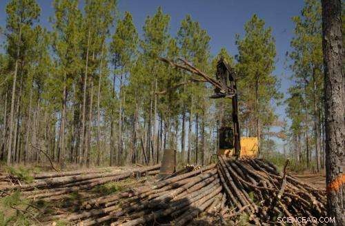 Revolutionizing Energy Storage: Turning Tree Cellulose into Nanoporous Carbon Membranes