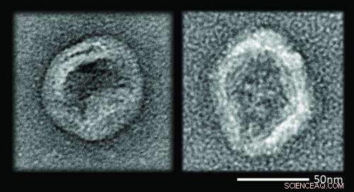 Lipid-Coated DNA Nanodevices Survive Pilot Mission, Mimicking Viruses to Evade Immune Response
