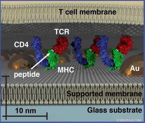 Revolutionary Size‑Based Chromatography Method Enables Live Cell Analysis