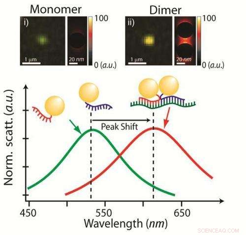 Gold Nanoparticles Enable Precise Targeting and Quantification of Breast Cancer Gene Variants in Live Cells