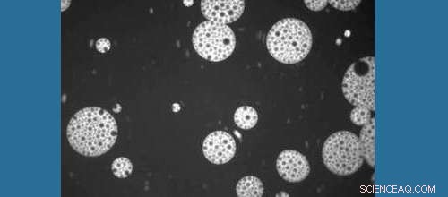 New Nanosponge Decoy Shows Promise Against Superbug Infections