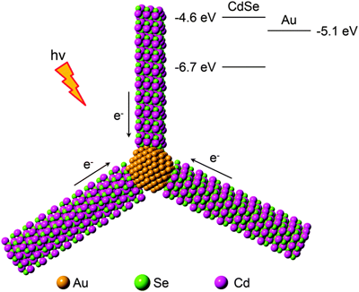 Enhanced Photocatalysis with Gold-Tipped CdSe Nanorod Clusters