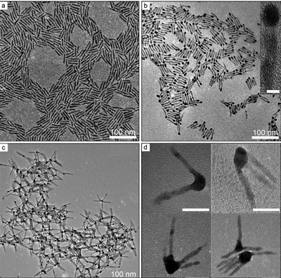 Enhanced Photocatalysis with Gold-Tipped CdSe Nanorod Clusters