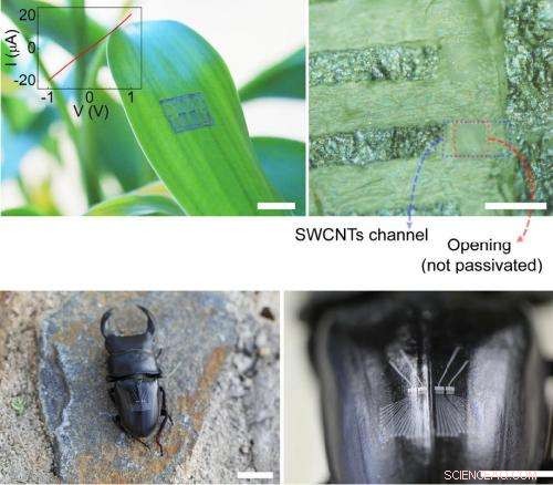 Innovative All‑Carbon Flexible Electronics for Plants, Insects, and Beyond