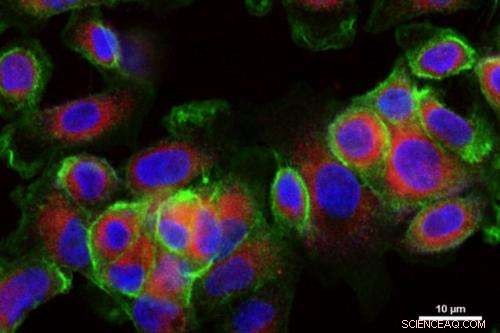 MIT Breakthrough: Nanoparticles Deliver Dual Drugs to Eradicate Aggressive Tumors in Mice