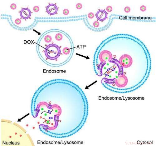 Innovative Drug Delivery System Targets Cancer Cells with Precise Release